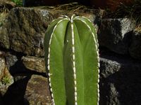 Pachycereus marginatus