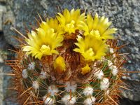 Parodia ayopayana