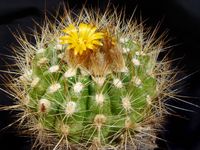 Parodia hausteiniana (laui)