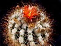 Parodia laui