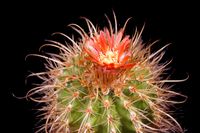 Parodia maassii