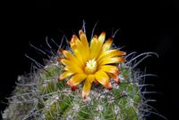 Parodia mairanana atra