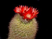 Parodia microsperma subsp sanguiniflora