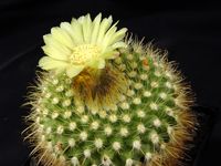 Parodia microsperma