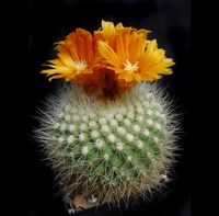 Parodia nivosa