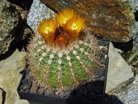 Parodia ocampoi