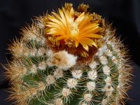 Parodia procera