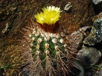 Parodia ritteri