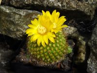 Parodia saint-pieana