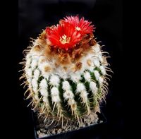 Parodia schwebsiana