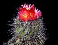 Parodia subterranea-rot