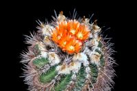 Parodia subterranea