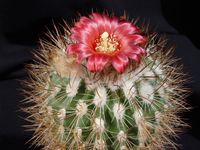 Parodia tilcarensis