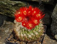 Parodia weskampiana