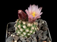 Pediocactus knowltonii SB 304