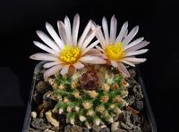 Pediocactus knowltonii