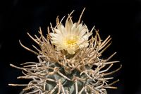 Pediocactus peeblesianus f. menzelii RP 116