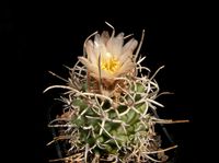 Pediocactus peeblesianus ssp fickeisenii SB 903