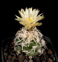 Pediocactus peeblesianus v maia