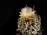 Pediocactus peeblesianus