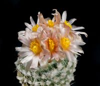 Pediocactus winkleri RP132