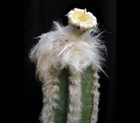 Pilosocereus palmeri victoriensis