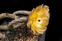 Pterocactus kuntzei MK804