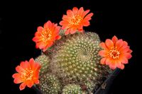 Rebutia archibuiningiana