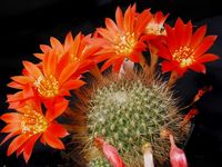 Rebutia aureicentra