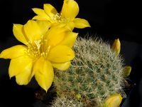 Rebutia chrysantha elegans