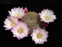 Rebutia espinosae