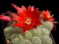 Rebutia fabrisii WR 688