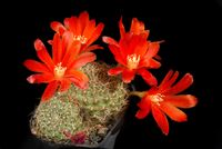 Rebutia gibbulosa KK 1563