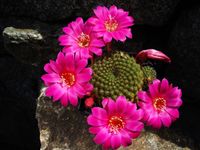 Rebutia grandiflora