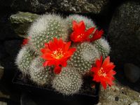 Rebutia hyalacantha