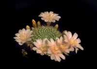 Rebutia kariusiana