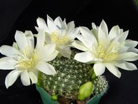 Rebutia krainziana fa. albiflora Z 500