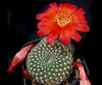 Rebutia krainziana