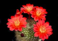 Rebutia krainziana2