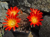 Rebutia margarethae L550 