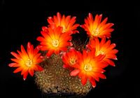 Rebutia margarethae