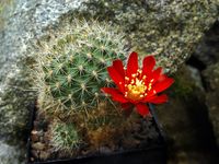 Rebutia maxima