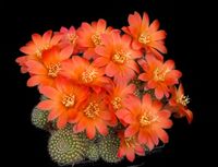 Rebutia minuscula-2