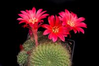 Rebutia minuscula