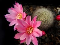 Rebutia narvaecensis