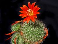 Rebutia pseudograessneri