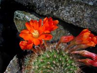 Rebutia pulchella R597