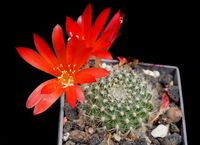 Rebutia senilis fa. violaciflora Jo 201