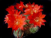 Rebutia senilis v iseliniana