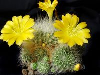 Rebutia senilis v kesselringiana